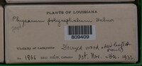 Physarum polycephalum image
